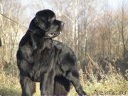 Превью фото № 167681