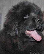 Превью фото № 167693