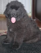 Превью фото № 167695