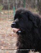 Превью фото № 167700