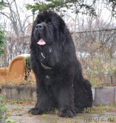 Превью фото № 167752