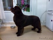 Превью фото № 167753