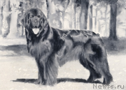 Превью фото № 167772