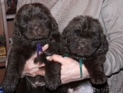 Превью фото № 167811