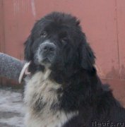 Превью фото № 167827