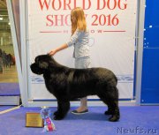 Превью фото № 168024