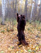 Превью фото № 168207