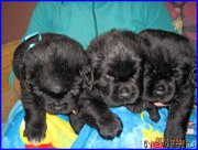 Превью фото № 168232