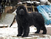 Превью фото № 168245