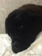 Превью фото № 168376