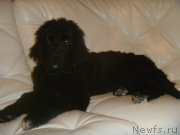 Превью фото № 168432