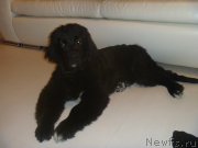 Превью фото № 168434