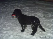 Превью фото № 168436