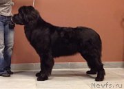 Превью фото № 168457