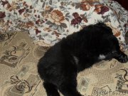 Превью фото № 168527