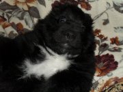 Превью фото № 168528