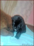 Превью фото № 168564