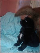 Превью фото № 168571