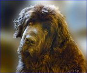 Превью фото № 168717