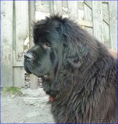 Превью фото № 168720