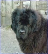 Превью фото № 168721