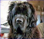 Превью фото № 168722