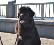 Превью фото № 168749