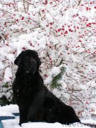 Превью фото № 168758