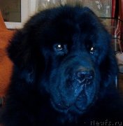 Превью фото № 168768