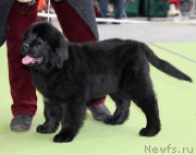 Превью фото № 168784