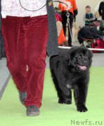 Превью фото № 168785