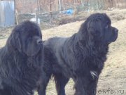 Превью фото № 168804