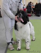 Превью фото № 168805