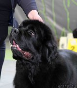 Превью фото № 168809