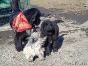 Превью фото № 168884