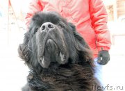 Превью фото № 168887