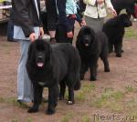 Превью фото № 16895