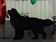 Превью фото № 168953