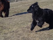 Превью фото № 168963