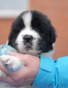 Превью фото № 168978