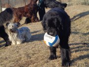 Превью фото № 169091