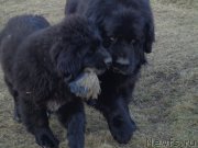 Превью фото № 169095