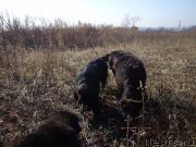 Превью фото № 169100