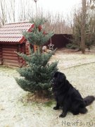 Превью фото № 169127