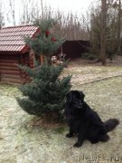 Превью фото № 169128