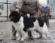 Превью фото № 169142