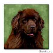 Превью фото № 169165