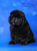 Превью фото № 169167