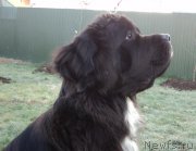 Превью фото № 169171