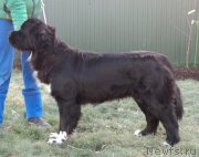 Превью фото № 169172